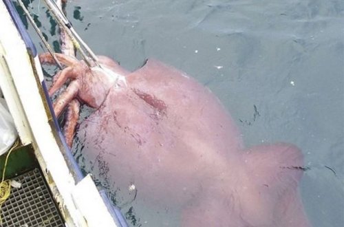 ŞOK HADİSƏ: rusiyalı balıqçılara nəhəng 