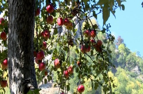 Qayadibi almasının fərqi