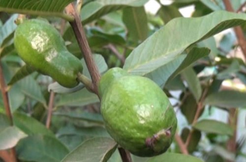 Azərbaycanda yalnız bir rayonda becərilən bitki