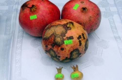 Azərbaycanda ən böyük nar: