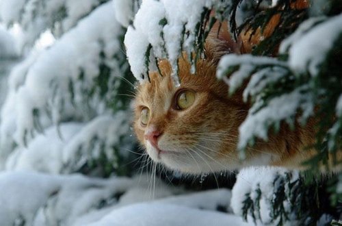 Qar yağacaq - Bu gün
