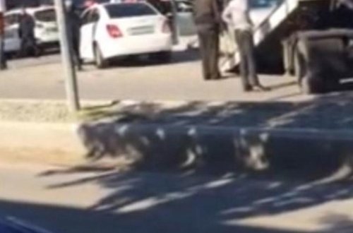 Ordu zabiti ilə yol polisi əlbəyaxa oldu