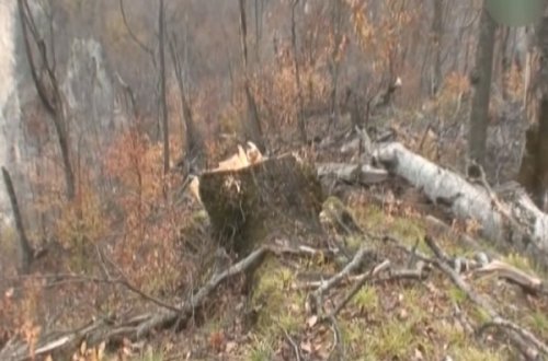 Ermənistanda ekoloqlar həyəcan təbili çalır