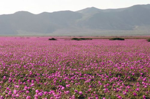 400 il yağış düşməyən səhra gülüstan oldu