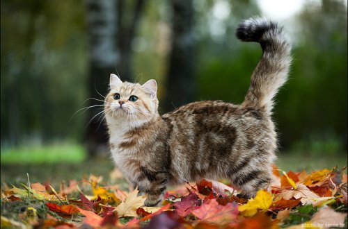 Noyabr ayına olan hava proqnozu açıqlandı