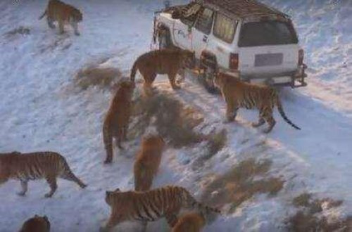 Şir ürəkli sürücü yolda pələngləri belə yemlədi