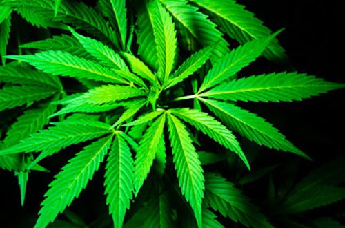 Azərbaycanda marixuananın istifadəsi leqallaşa bilərmi?