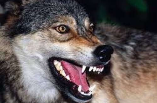 Canavarlar kəndlərə hücum etdi: