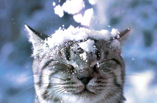 Soyuq, şaxta, qar gəlir