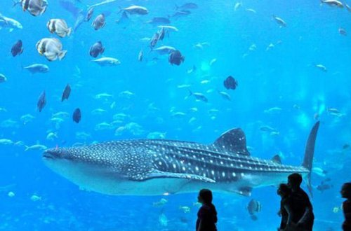 Azərbaycandan olan milyarderlər tikintidən imtina etdilər