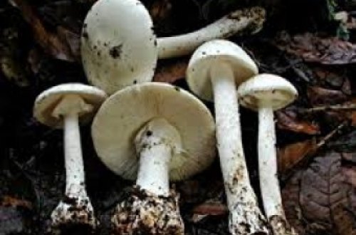 61 yaşlı kişi göbələkdən zəhərləndi