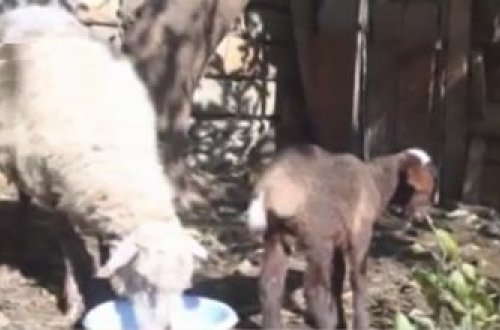 Ağstafada yeni doğulan 10 günlük quzu