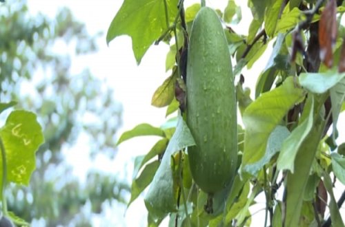 Elə bildim xiyardı, sən demə 