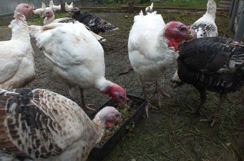 Cəlilabadda film kimi oğurluq