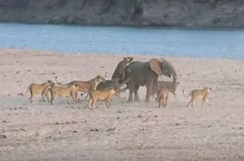 Körpə fil 14 aslana qalib gəldi