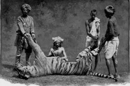 Nepal ordusunun illərlə axtardığı yırtıcı