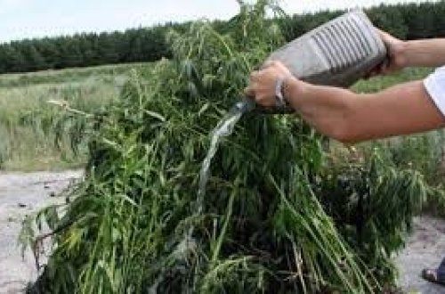 Ağdamda narkotik bağbanı yaxalandı