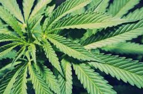 Zaqatalada narkotik əkən keçmiş polisi tutdular