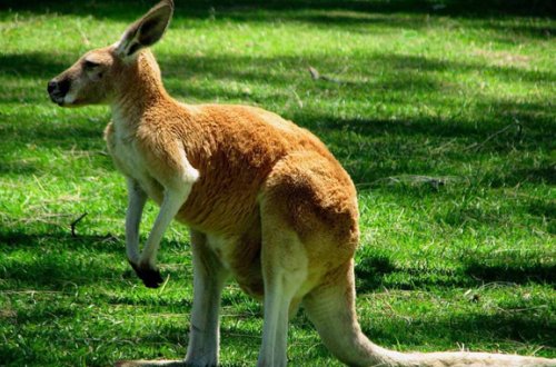 Bakıda kenquru ətindən kolbasa satılır