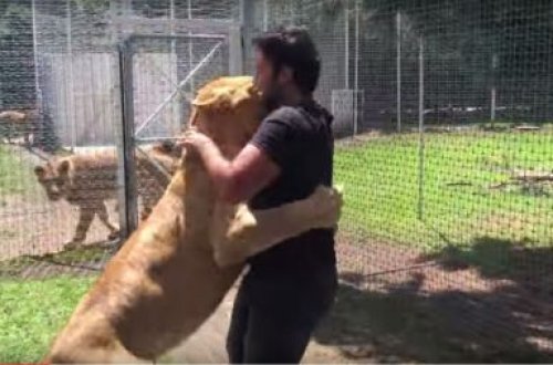 İllər sonra sahibini görən şir - bir insandan daha kədərli