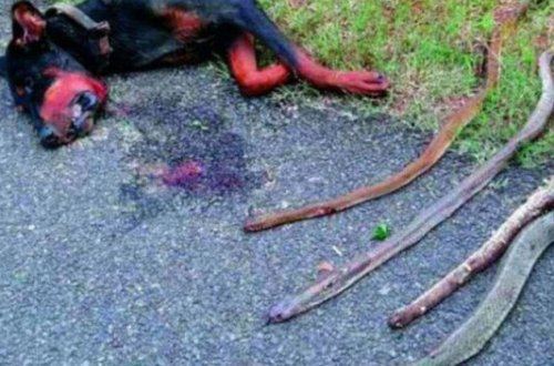 Ailəni qorumaq üçün kobralarla döyüşdü