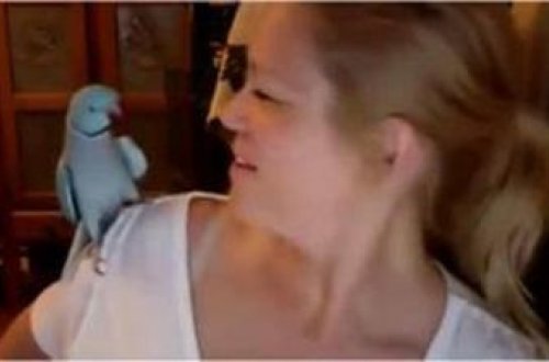 Tutuquşu insan kimi söhbət etdi, dərdləşdi