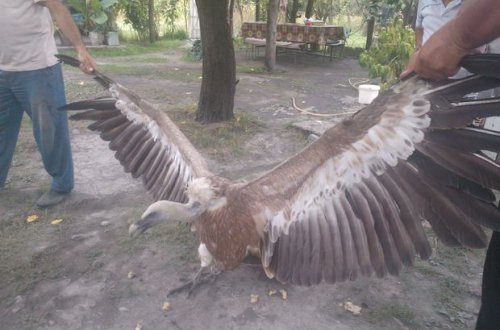 Qaxda nəhəng quş insanlara hücum etdi