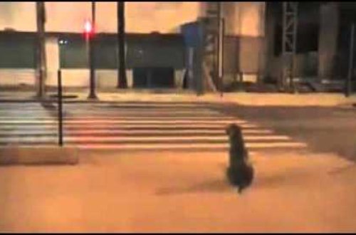 Bu qızlar və it haqqında bütün internet danışır!