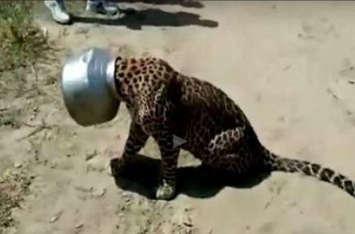 Hindistanda bəbirin başı qazana sıxışıb qaldı