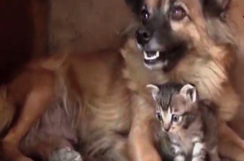 Zaqatalada pişik balalarına it analıq edir