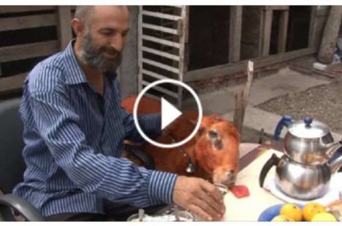 4 ildir kəsə bilmədiyi qoyunu ilə səhər yeməyi yedi