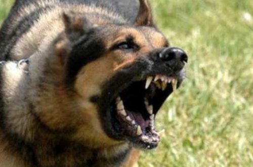 26 yaşlı qızın iki qolundan it dişlədi