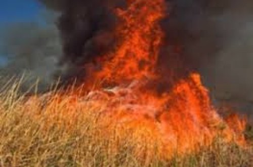 Şabran və Siyəzəndə taxıl sahələri yandı