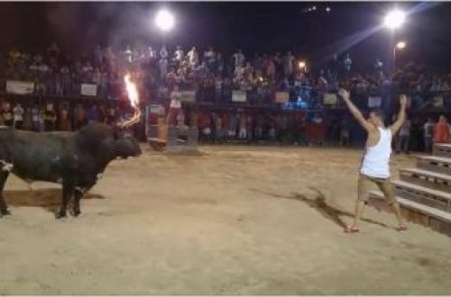 Öküz yenə öküzlük etdi, vurub yerə sərdi...