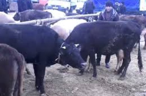 Heyvanat bazarında bədbəxt hadisə -