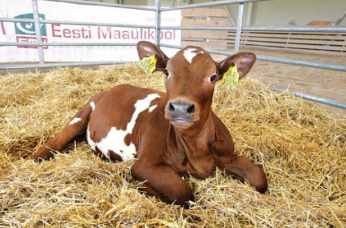 Çində ilk klonlaşdırılmış inək buzov doğdu