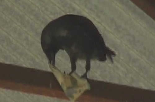 Quşdakı ağıla bax  heyrətə gələcəksiz-