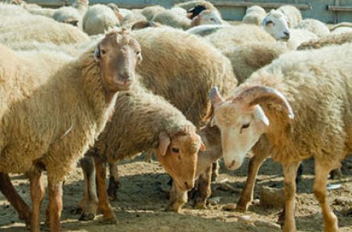 Qurbanlıq qoyunları harada kəsmək olar?