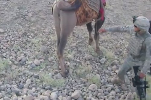 Əfqan dəvəsi amerikalı əsgərə qarşı