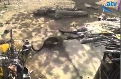 Bəbirin qarşısına çomaqla çıxdı -