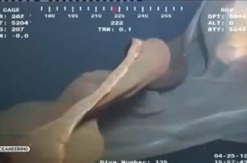 Okeanın dərinliyində naməlum canlı... -