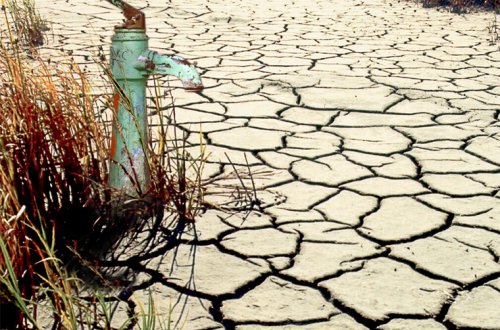 Nizami rayonunda yaşıllıqlar təhlükədədir
