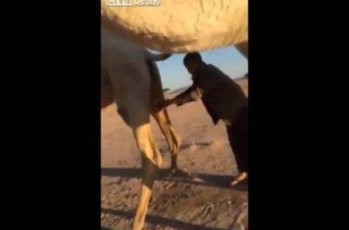 Bu ərəb dəvə sidiyi ilə görün nələr etdi... -