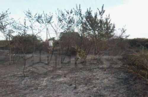 İsti külək şimalda yanğın törətdi