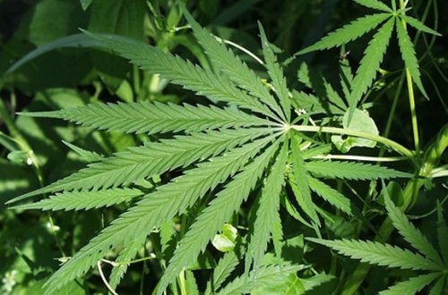 Lənkəran sakini külli miqdarda narkotik vasitə ilə tutulub