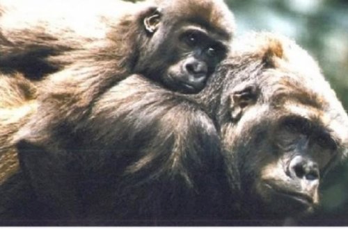 Zooparka gələn 3 yaşlı uşaq qorilla meymunların arasında düşdü və ...