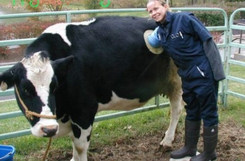 İnəklərin qarnında nə üçün dəlik açırlar?