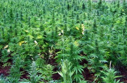 Çətənə plantasiyası tapıldı