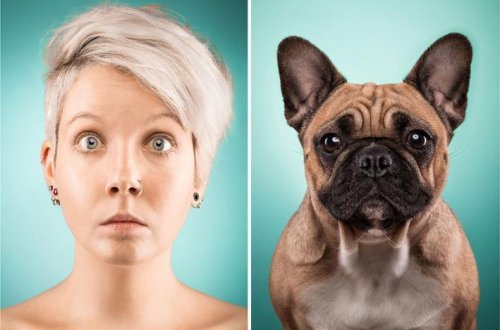 Yiyəsinə bənzəyən itlər