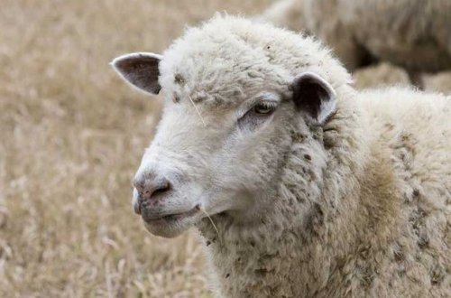 Azərbaycanda qoyun çatışmazlığı problemi yaşana bilərmi?